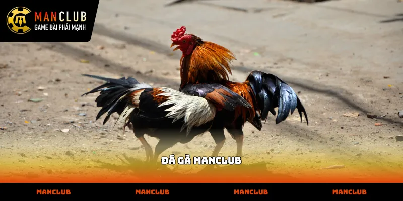 Theo dõi trực tiếp các trận đấu đá gà manclub sắc nét